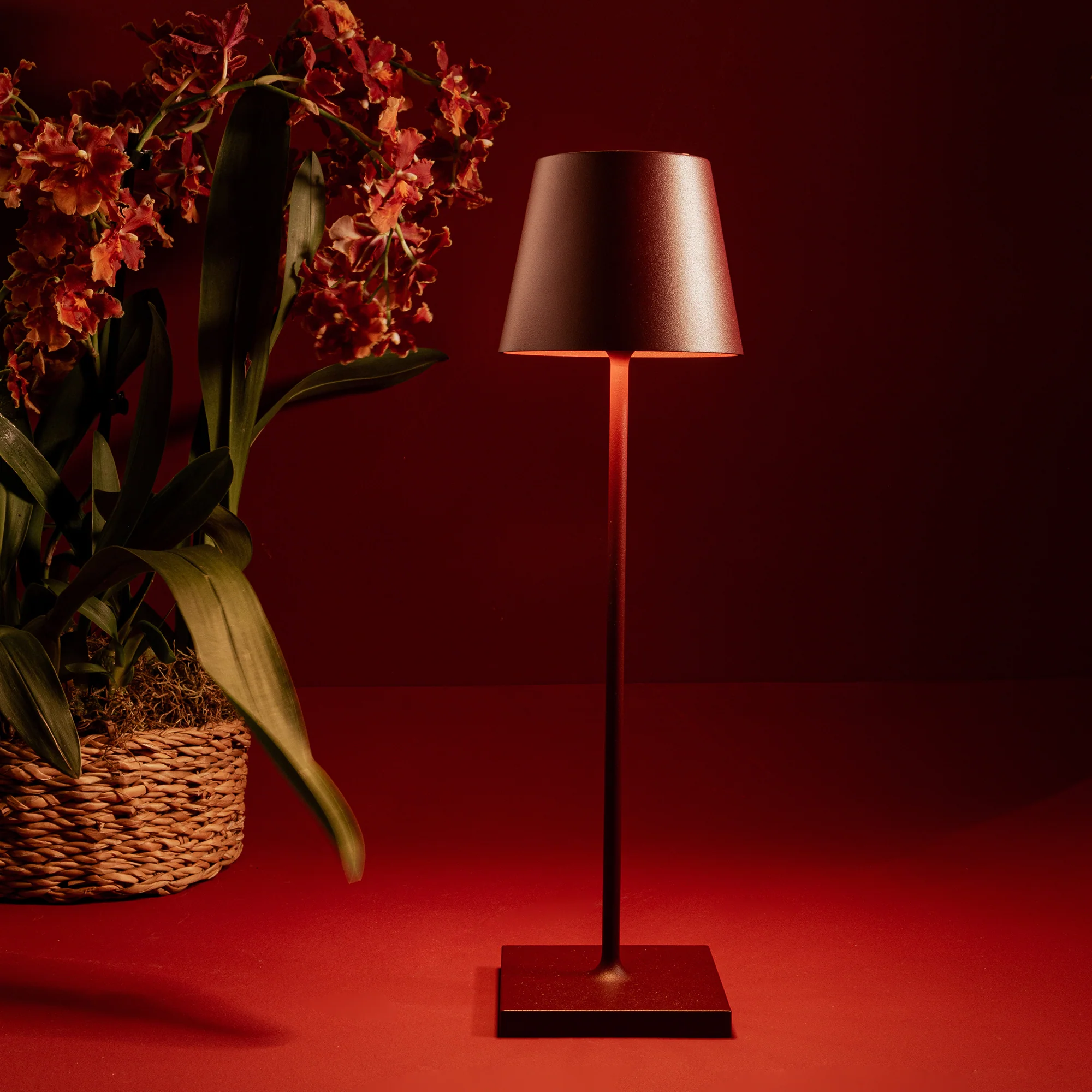 The Bordeaux Poldina Pro from Zafferano in a studio with a red backdrop and a plant.