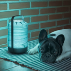 The Mini Chou Cordless Table Lamp from LZF in a lounge space beside a dog. all-groups